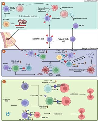 Investigating tumor immunogenicity in breast cancer: deciphering the tumor immune response to enhance therapeutic approaches